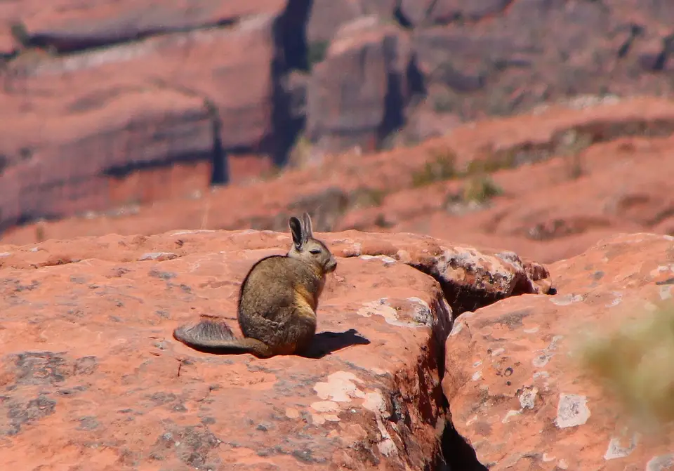 Viscacha.jpg