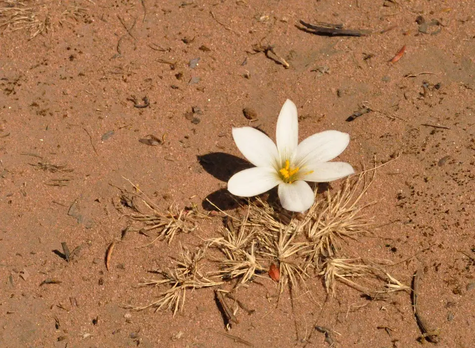 WeißeBlume.jpg