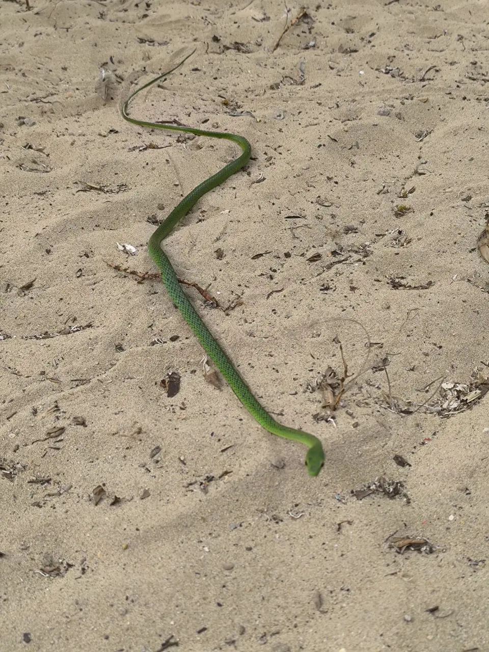 Battersby'sGreenSnake.jpg