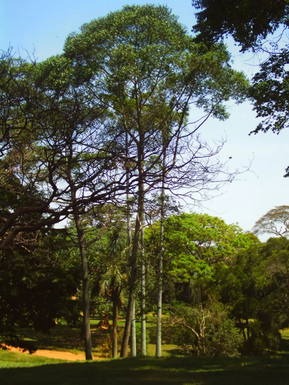 EntebbeBotanicalGardens_01.JPG
