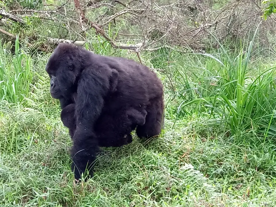 Mgahinga12_2019_05.jpg