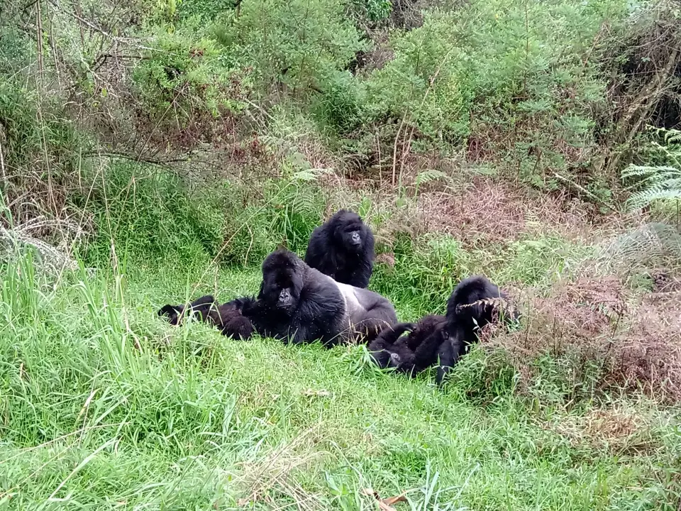 Mgahinga12_2019_11.jpg