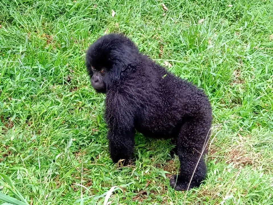 Mgahinga12_2019_14.jpg