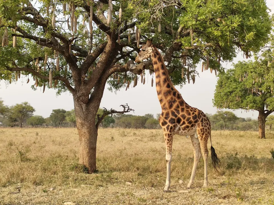 NubianGiraffe.jpg