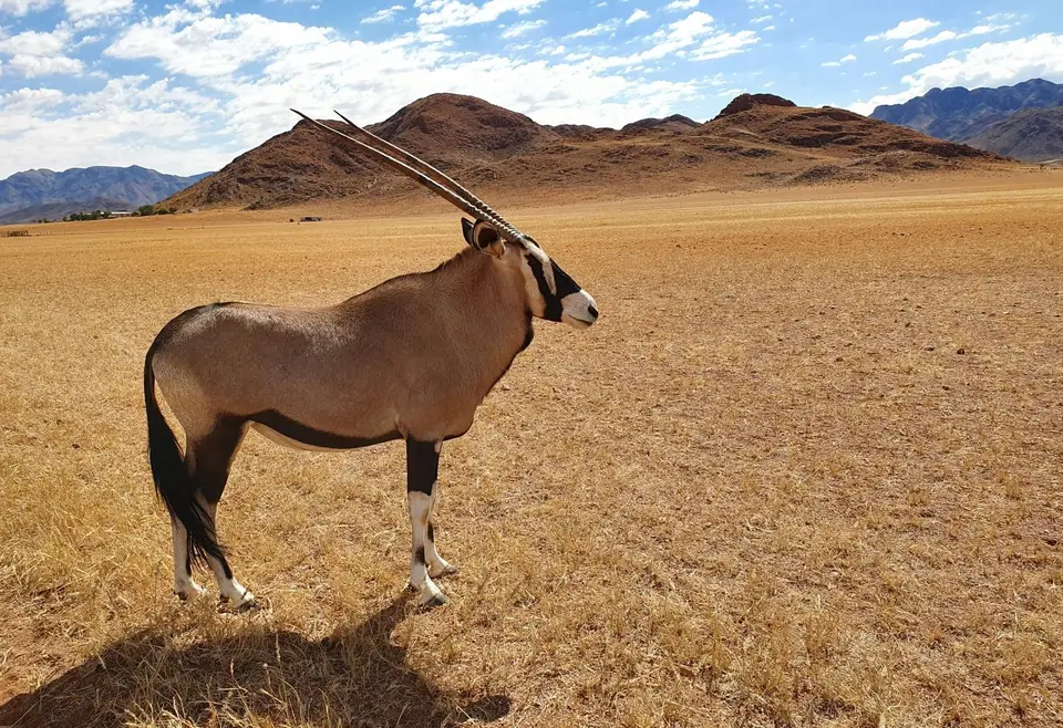 4-7Oryx-Seite.jpg