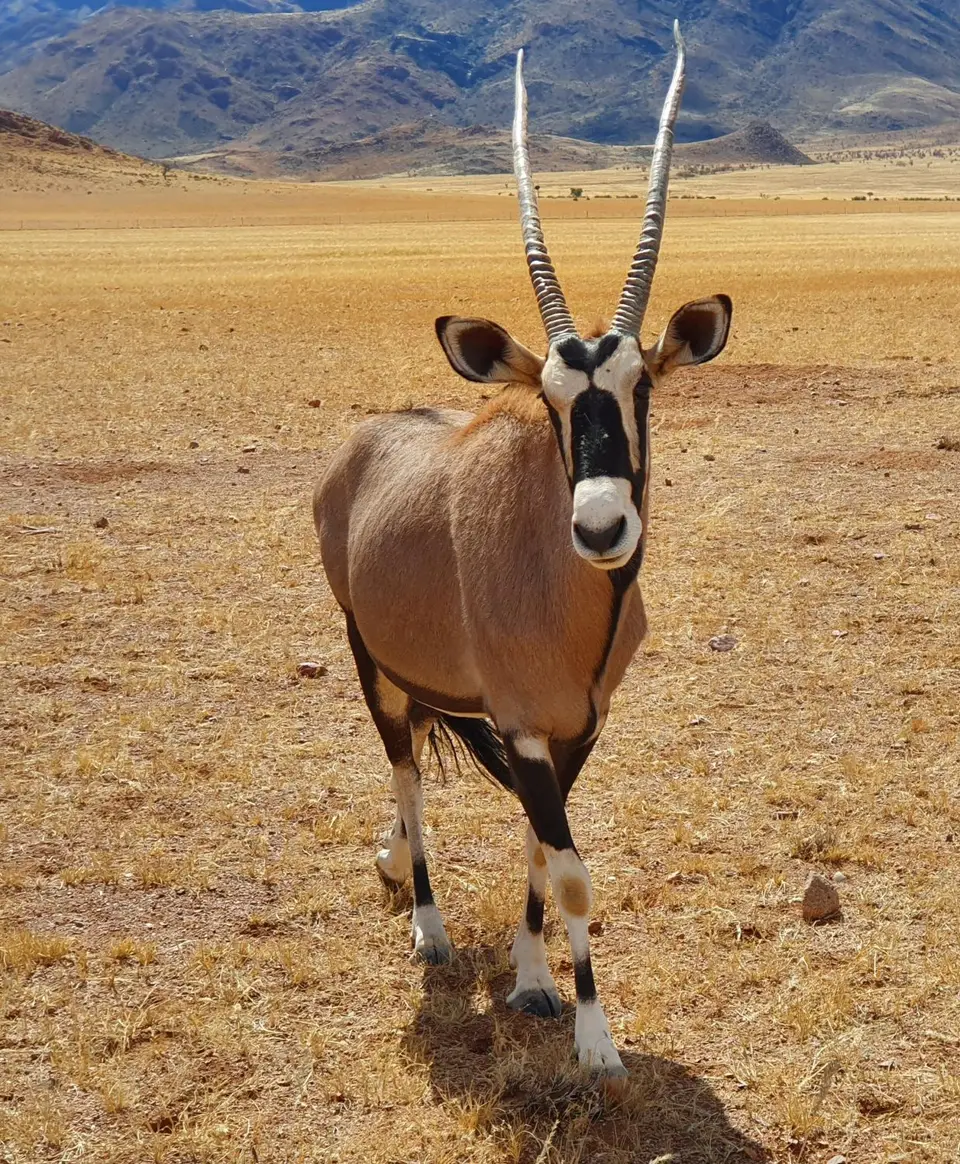 4-7Oryx.jpg