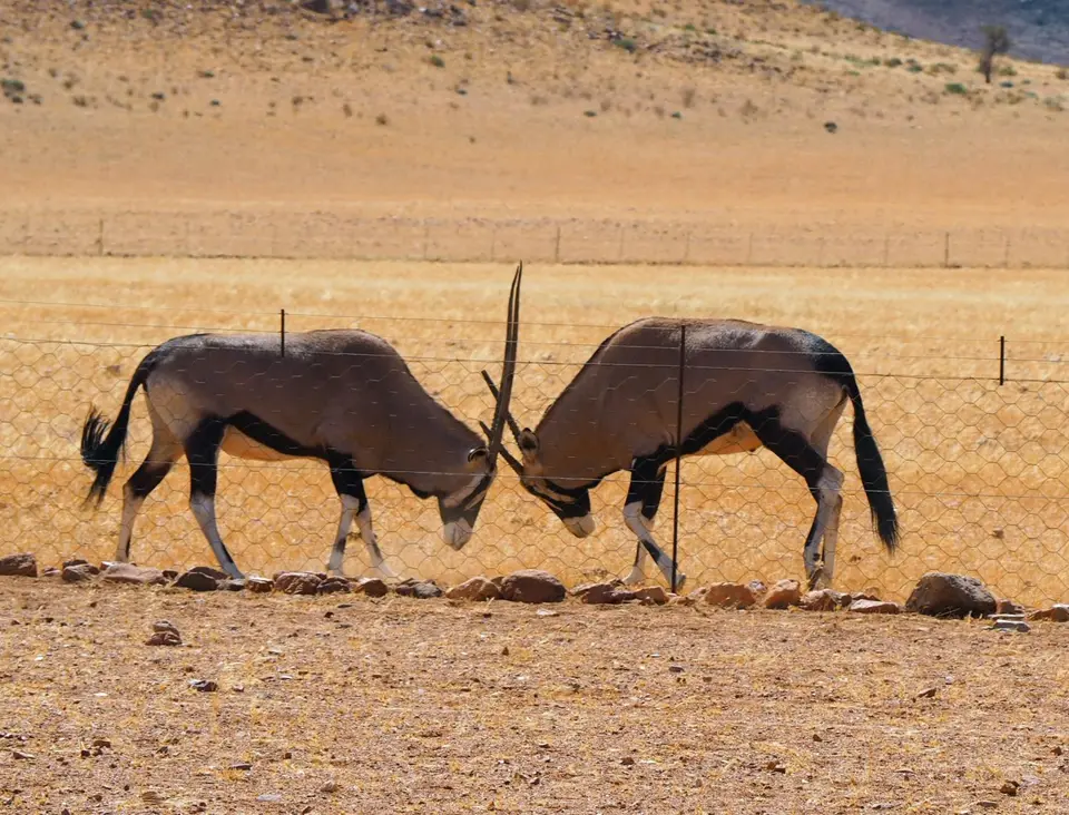 4-8Oryxshow-2.JPG