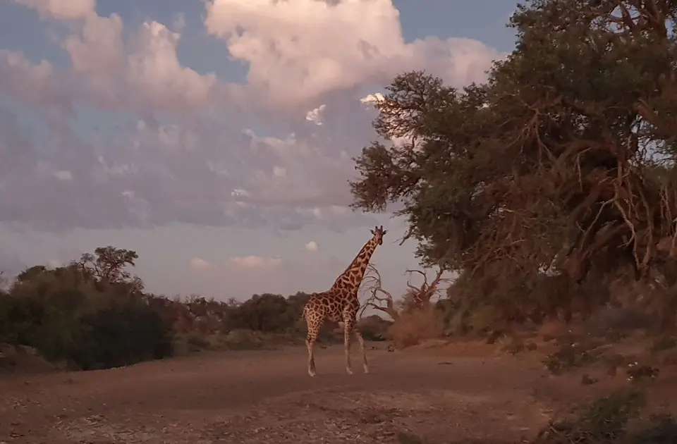 5-10Giraffe.jpg
