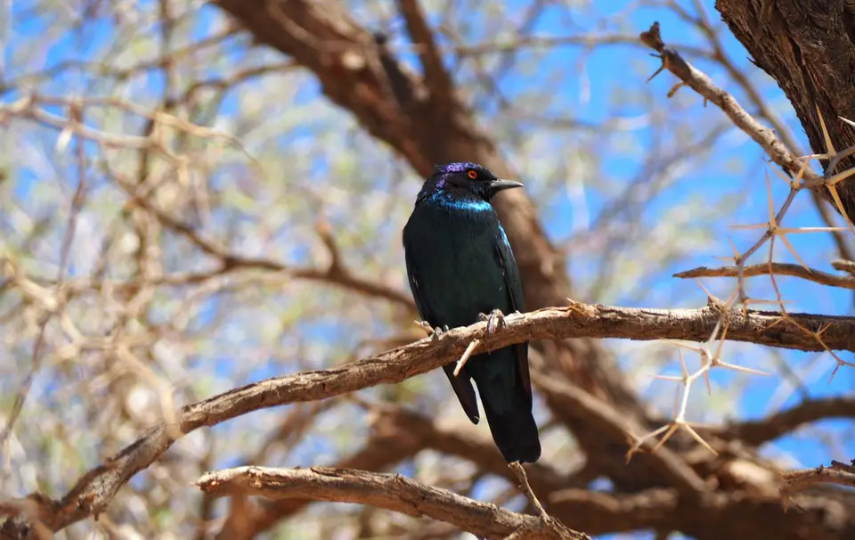 6-8Vogelblau.JPG