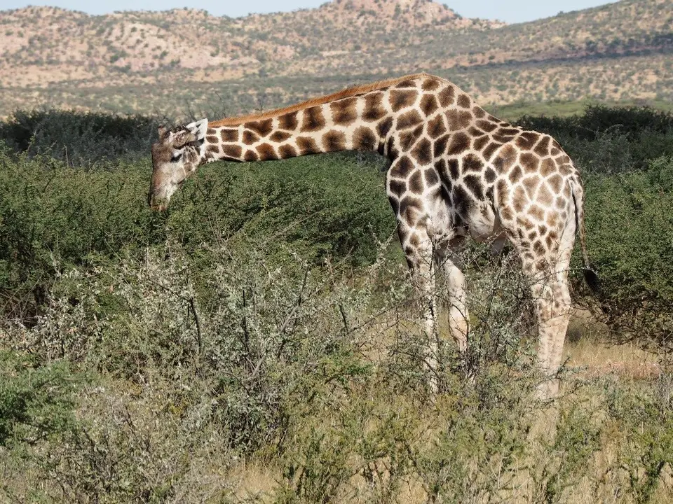 7-Giraffe-2.jpg