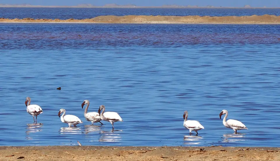8-6Flamingos.JPG
