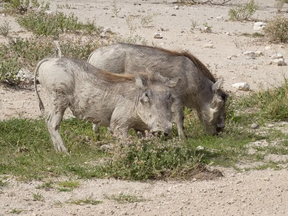 P1000745.JPG