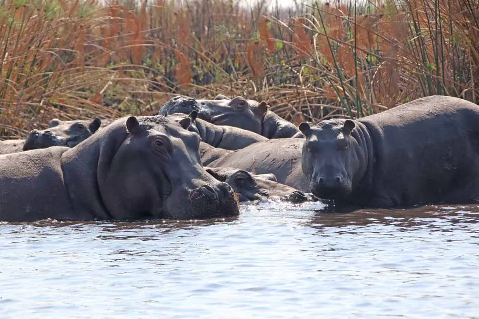 02_Hippos.jpg