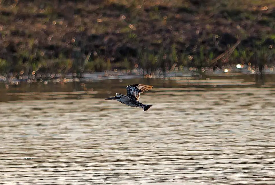 035_Kingfisher.jpg