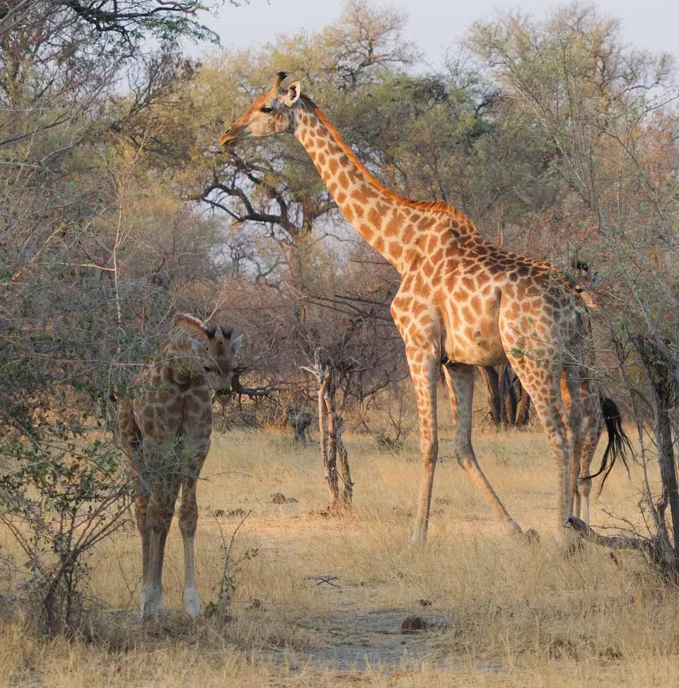 036_Giraffen.jpg