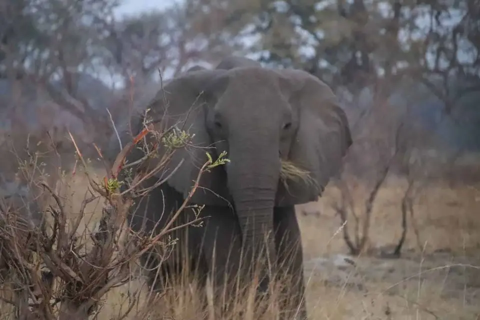038_Elefant.jpg