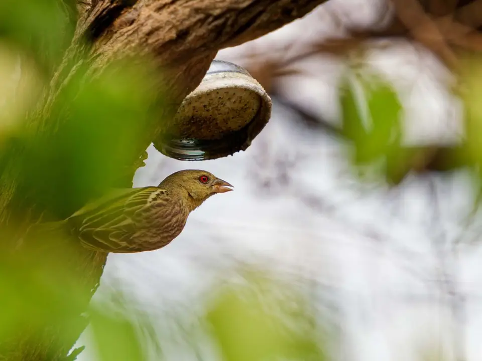 04_Vogel-2.jpg