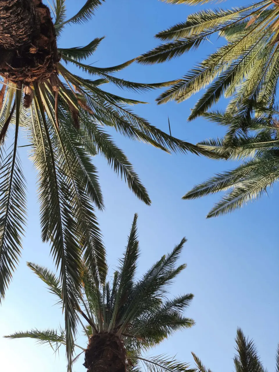 06_Palme.jpg