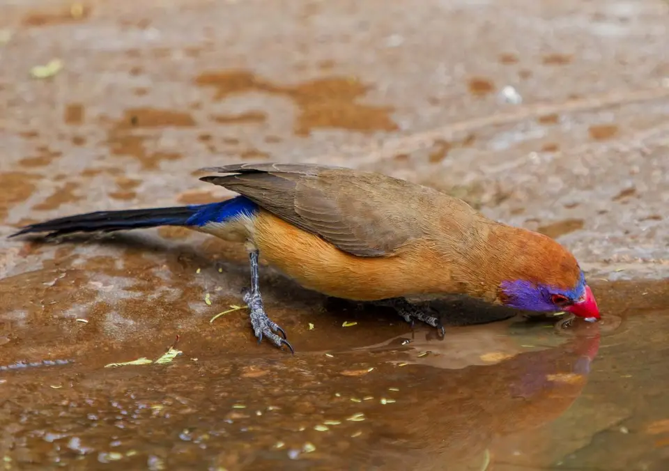 08_Vogel.jpg