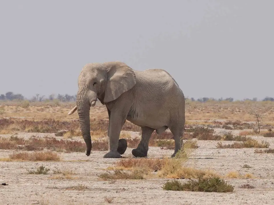 101_Elefant.jpg