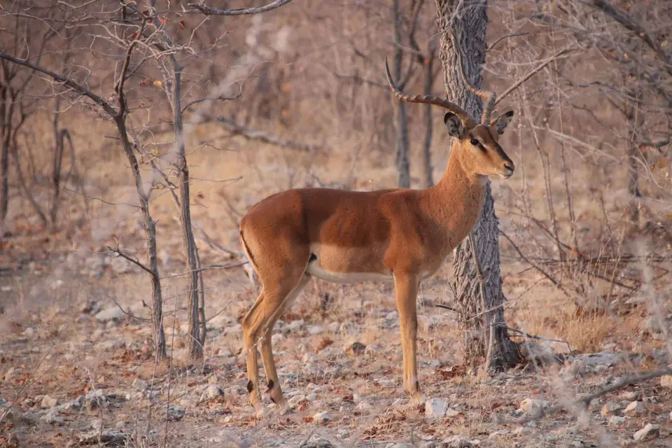 110_Impala.jpg