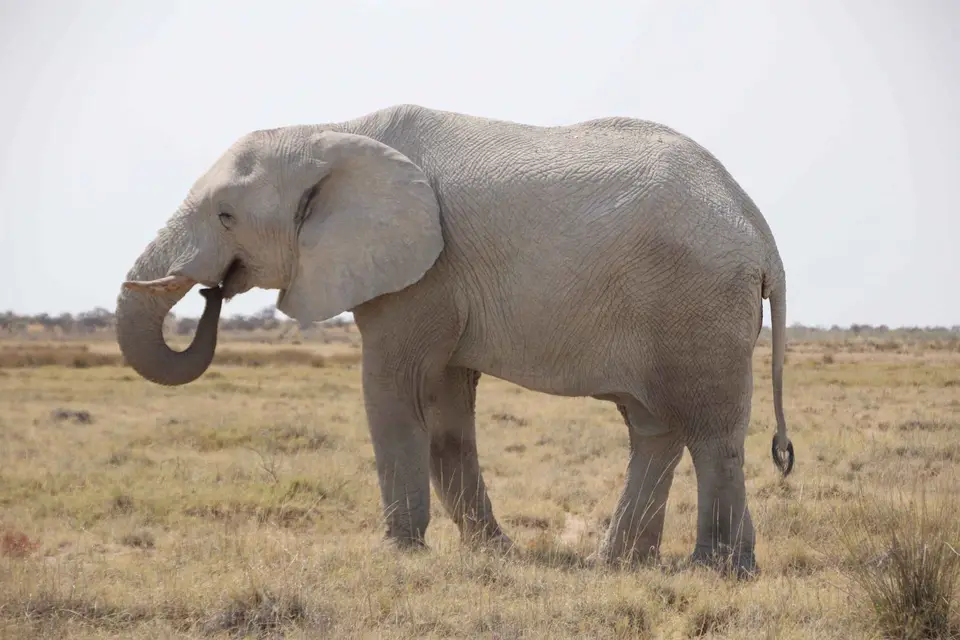 118_Elefant-(1).jpg