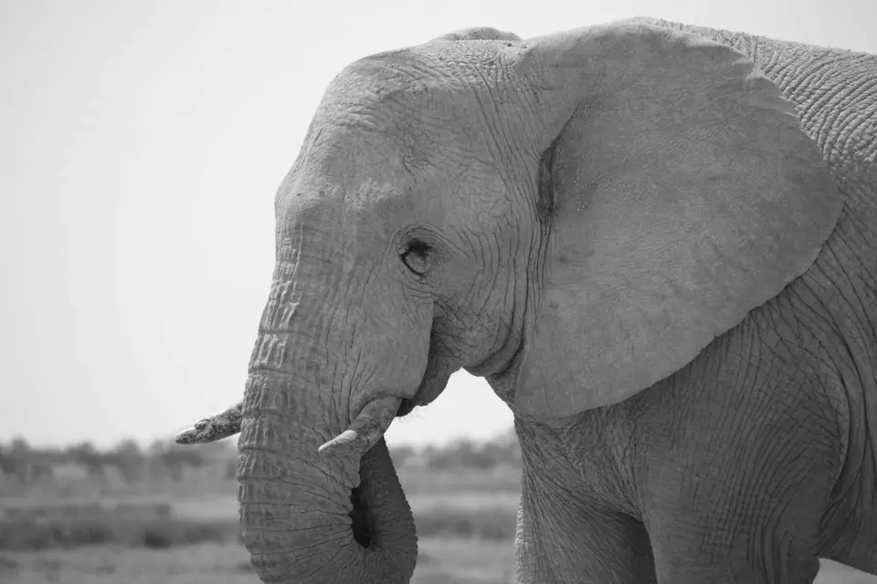 118_Elefant-(2).jpg
