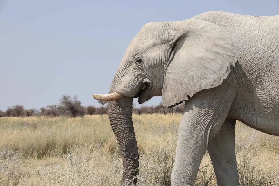 118_Elefant-(3).jpg