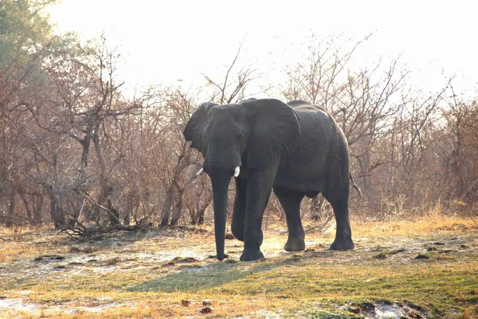 11_Elefant-2.jpg