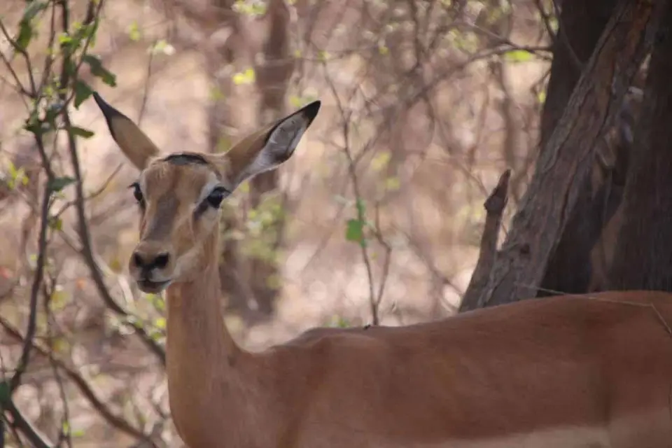 11_Impala.jpg