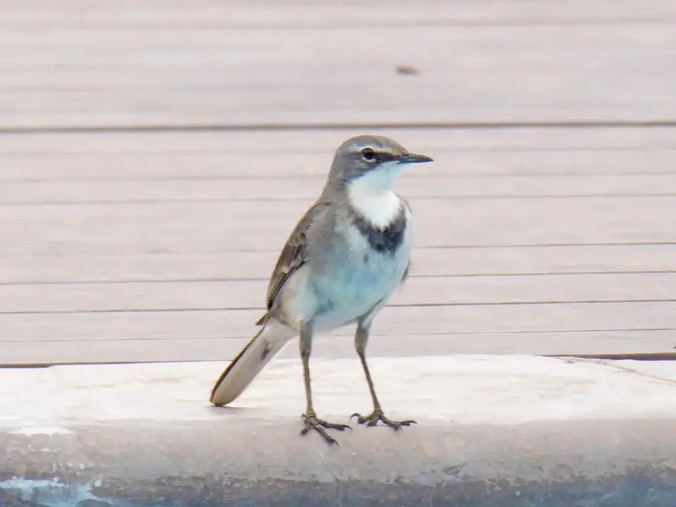 11_Vogel.jpg