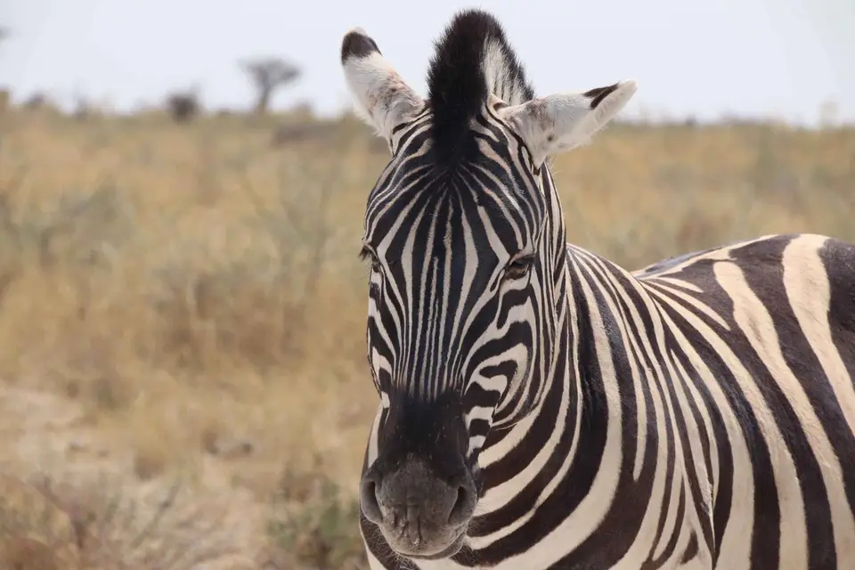 120_Zebra.jpg