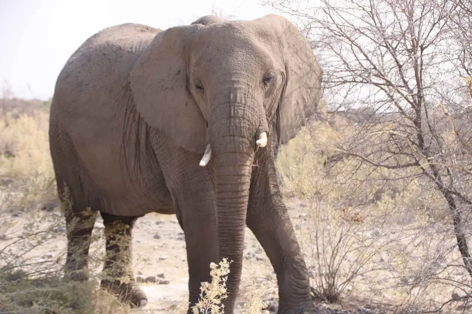 128_Elefant.jpg