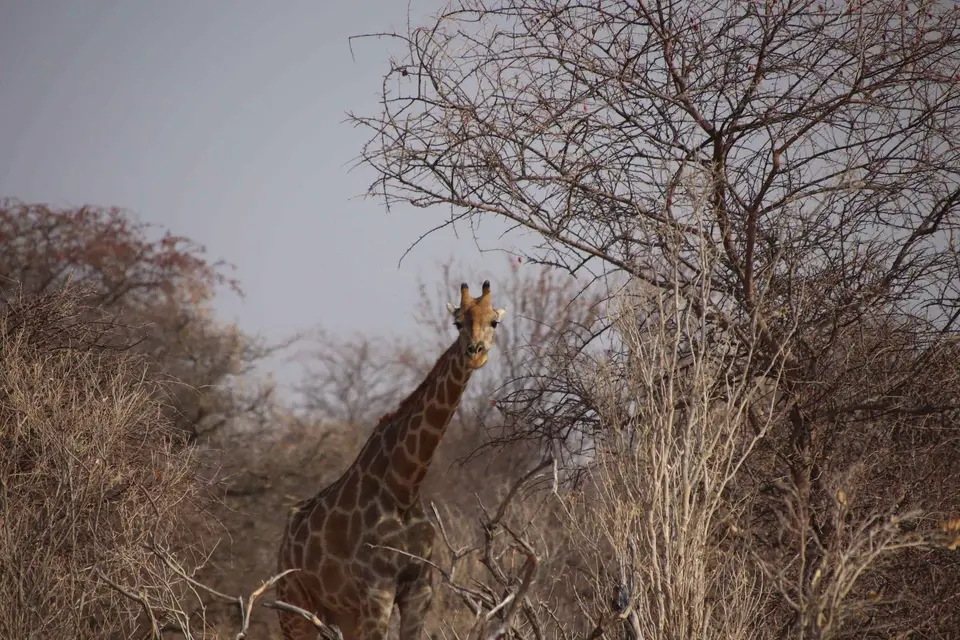 129_gIRAFFE.jpg