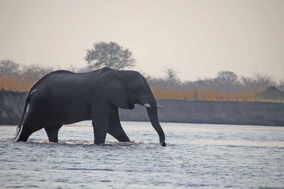 12_Elefant-2.jpg