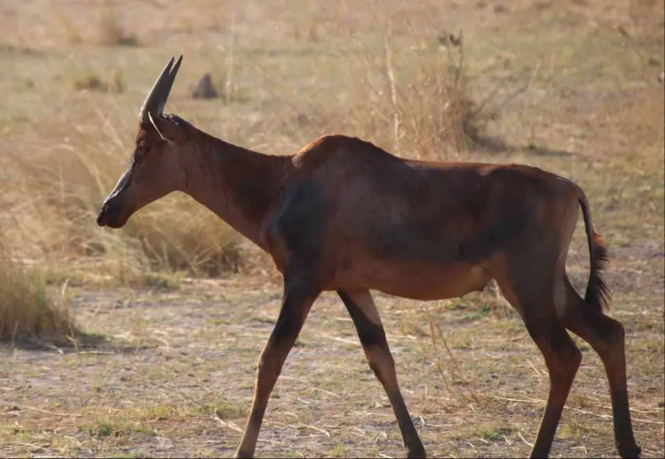 12_Tsessebe.jpg