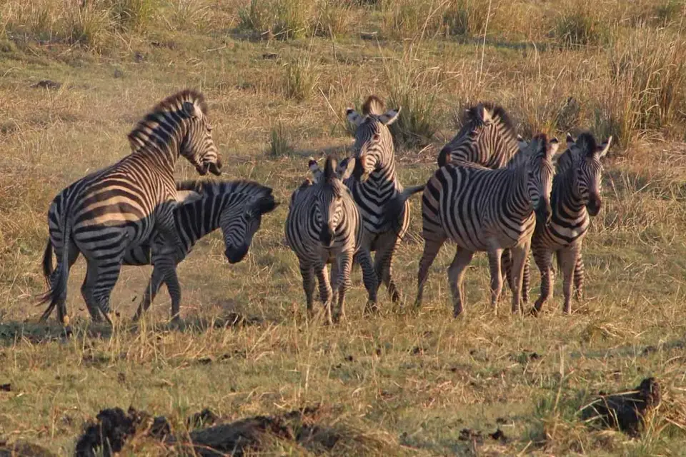 12_Zebras.jpg