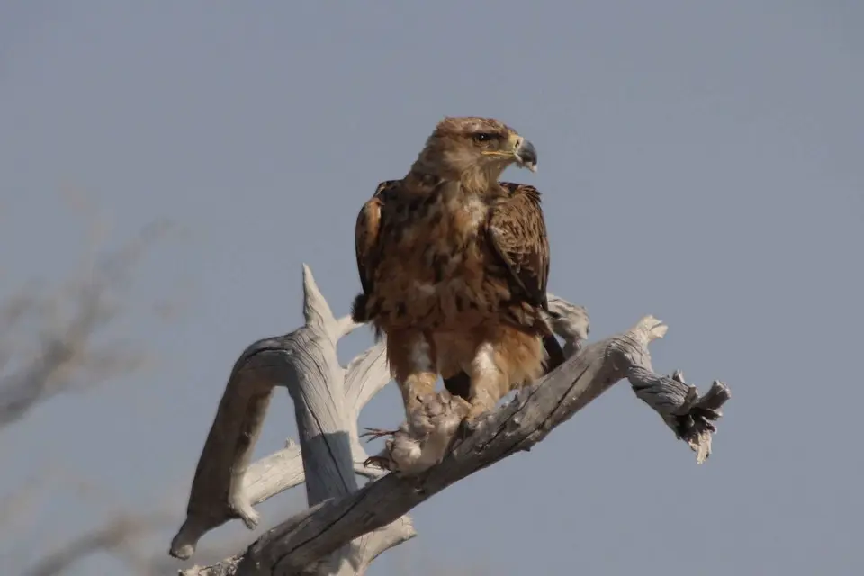 133_Raubadler-(2).jpg