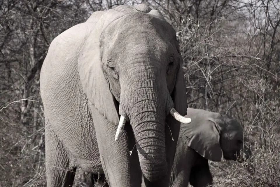 134_Elefant.jpg