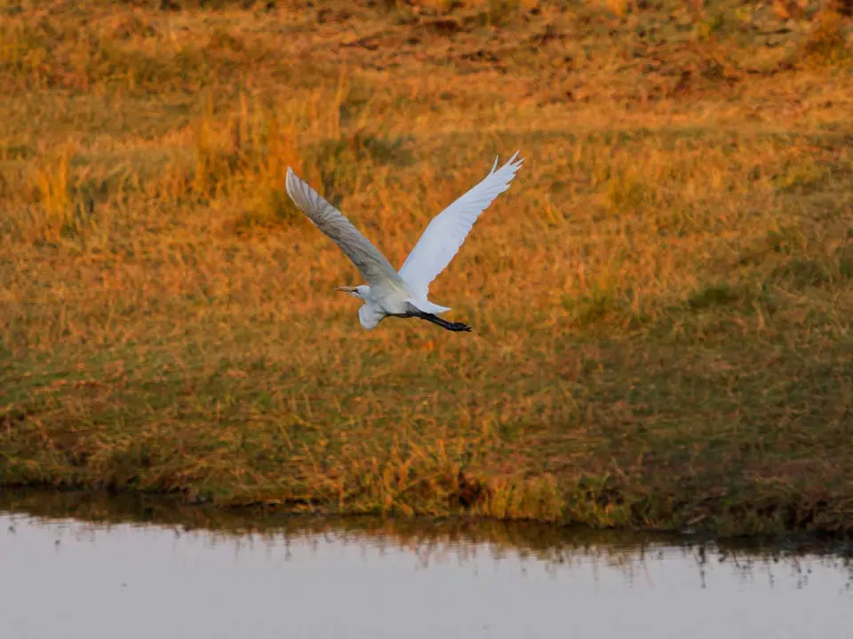13_Reiher_Flug.jpg