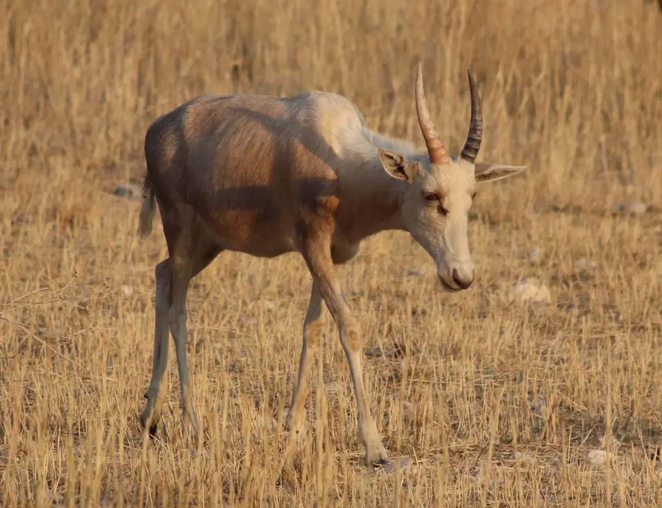 14_Antilope.jpg