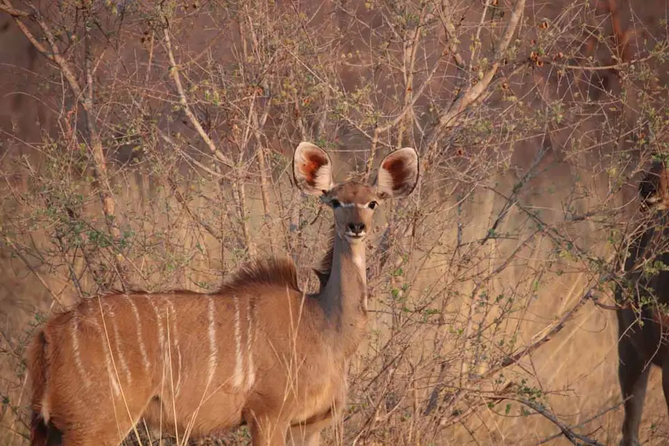 14_Kudu.jpg