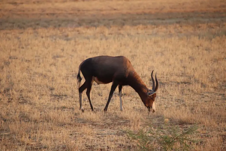 15_Antilope.jpg