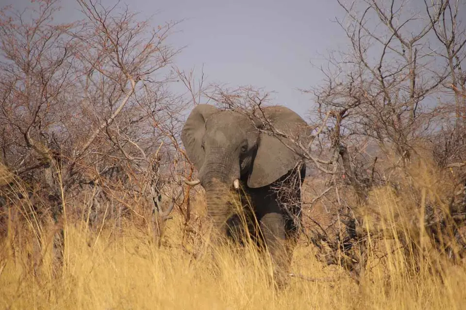 15_Elefant.jpg