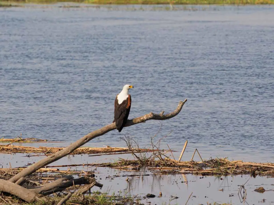 21_Seeadler.jpg