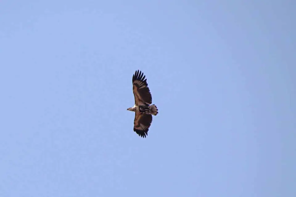 23_Adler.jpg