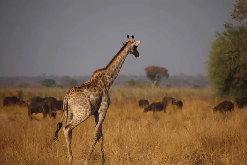 26_Giraffe.jpg