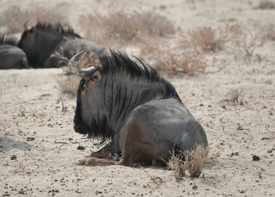 53_Gnu.jpg
