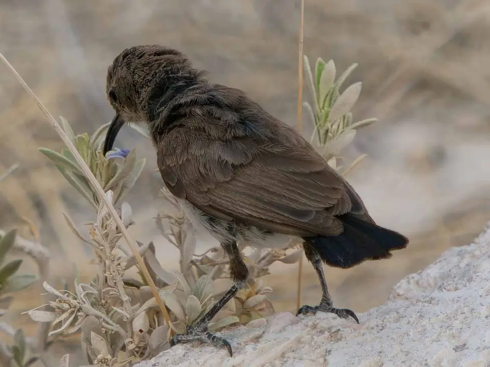 64_Nektarvogel.jpg