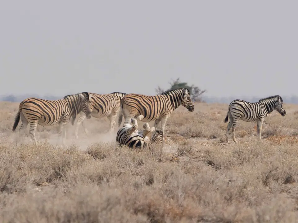 77_1Zebras.jpg